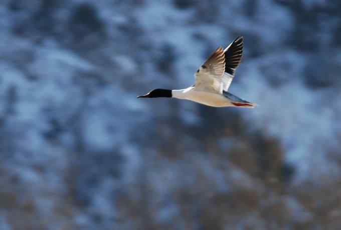 白河峡谷三月雪 白河峡谷三月雪