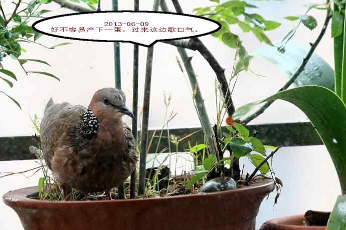 人鸟情未了 闹市十五楼珠颈斑鸠育儿记