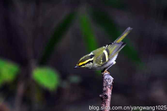 黄腰柳莺（10）