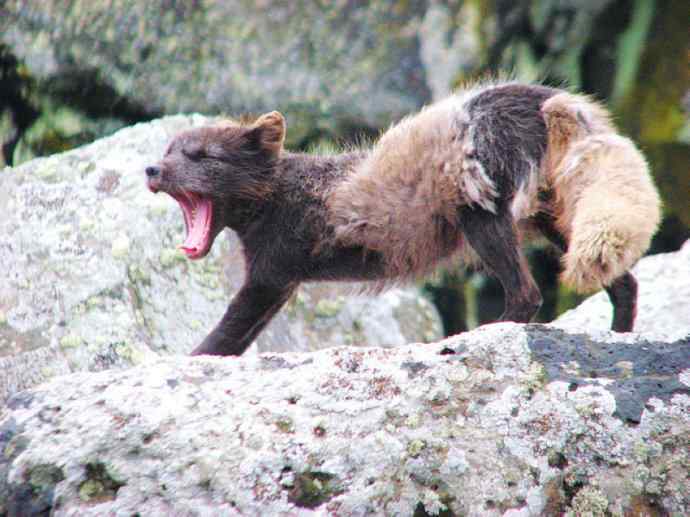 犬科：狐亚科之北极狐（雪鸮、雷鸟）