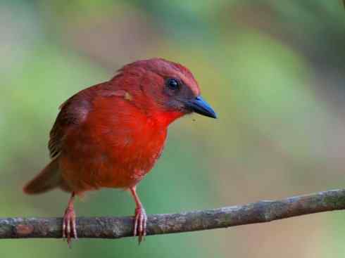 极品红色鸟类：玫红比蓝雀