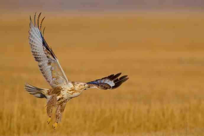 驹行千里追落日 wbr wbr醉美夕阳摄大雕