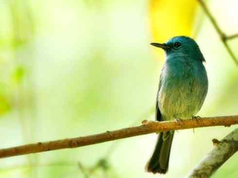 美丽无罪：雀鸟之仙鹟