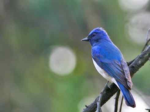 美丽无罪:雀鸟之姬鹟 美丽无罪:雀鸟之姬鹟