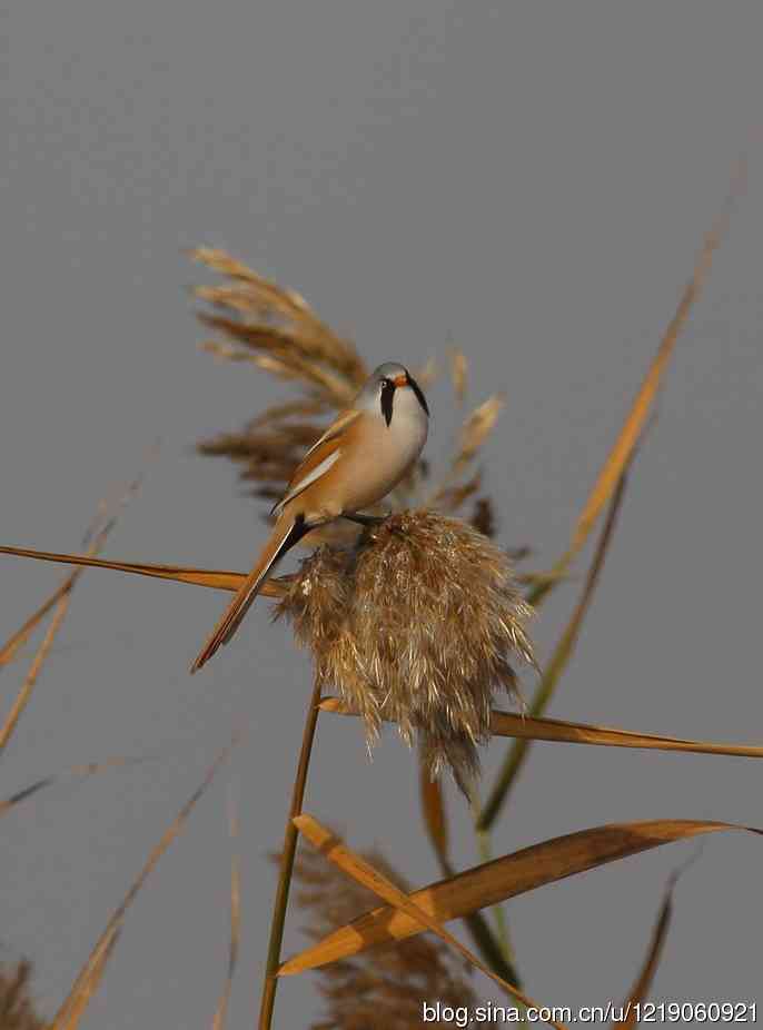 内蒙古鸟类摄影——文须雀(4)