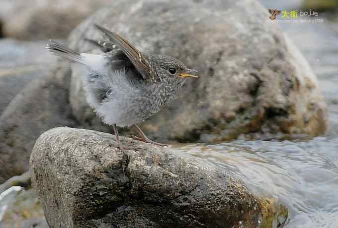 父爱如山：实拍红尾水鸲和它的四个宝宝们