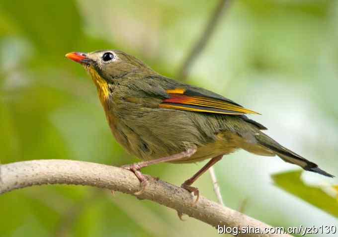 纯野生红嘴相思鸟（组图）