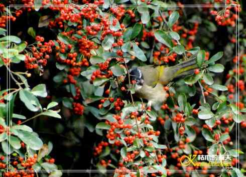 鈥溎袢蒜澋木适澜纭菊掌