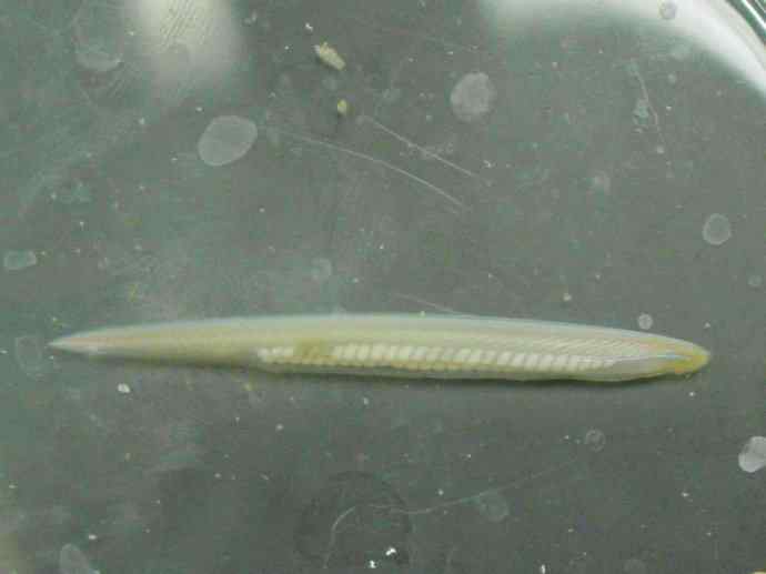 鱼类活化石：盲鳗