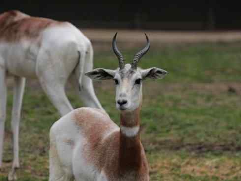 麒麟：传说的兽原型探秘（鹿羚）