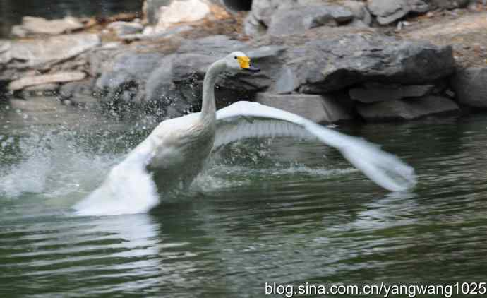 舞（天鹅之舞）