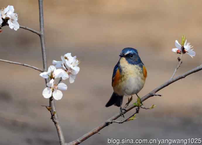 雄性红胁蓝尾鸲（5）