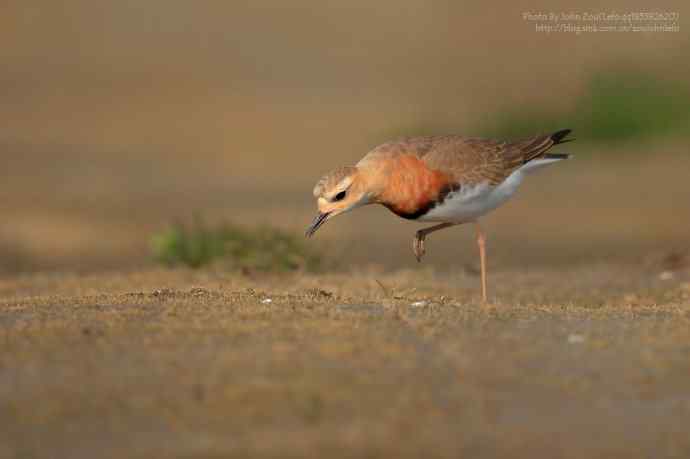如期而至的东方鸻