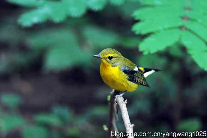 雄性绿背姬鶲（4）