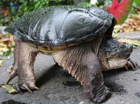 玄武：传说的兽原型探秘（鳄龟）