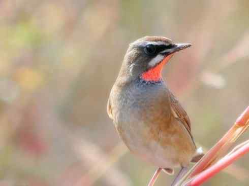 家禽驯化之源之二十七