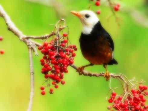 白头鸟系列:另类的美丽（岛鸫）