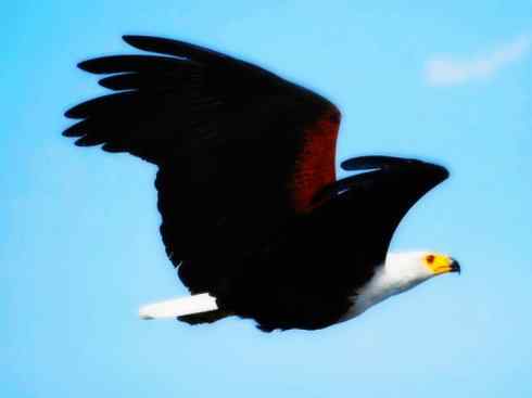 白头鸟系列：另类的美丽（吼海雕）