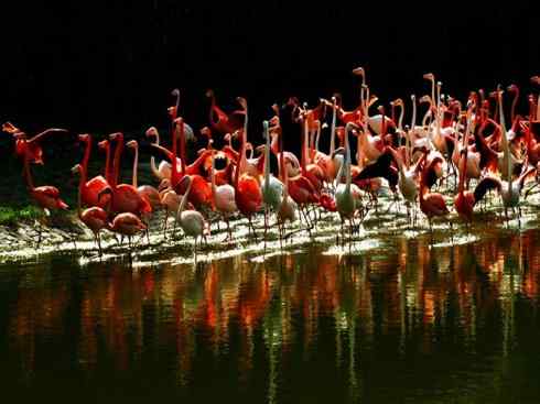 猎奇：奇特的鸟喙之二