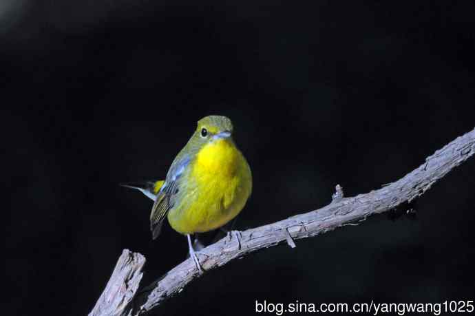 雄性绿背姬鶲（1）