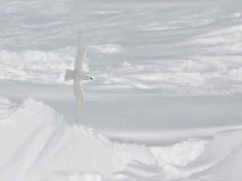 奇特的盔:雪海燕 奇特的盔:雪海燕
