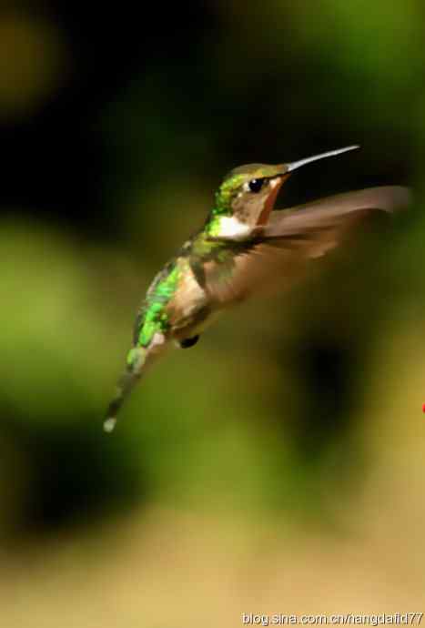 红玉喉北蜂鸟(2) 红玉喉北蜂鸟(2)