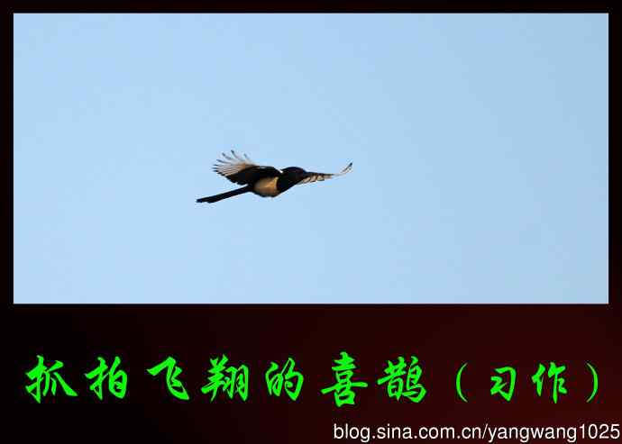 北京奥森公园的鸟类——抓拍飞翔的喜鹊（习作）1