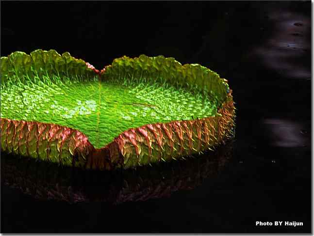 圆明园观赏亚马逊王莲