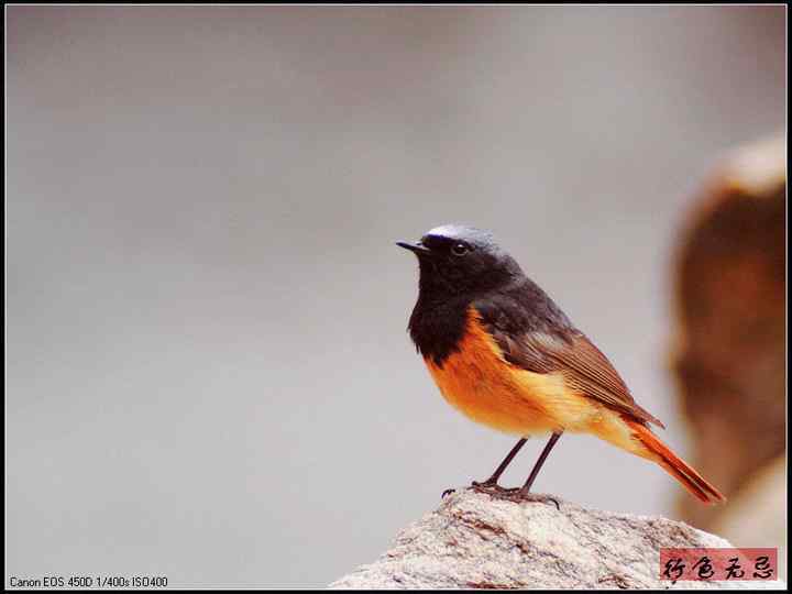 新疆鸟类大全——行色无忌的南疆鸟类摄影