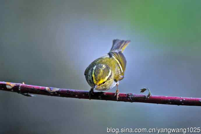 黄腰柳莺(23) 黄腰柳莺(23)