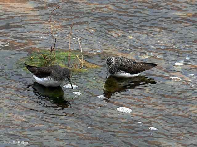 十渡的鸟儿看过来