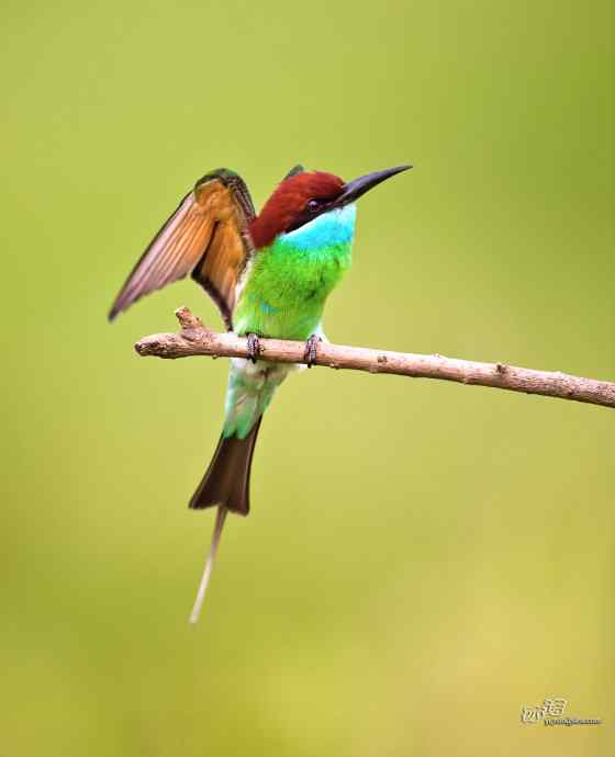 湖北大悟的蓝喉蜂虎 湖北大悟的蓝喉蜂虎