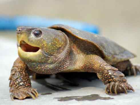 玄武:传说的兽原型探秘(平胸龟) 玄武:传说的兽原型探秘(平胸龟)