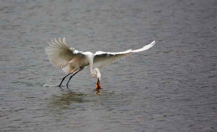 野生白鹭与都市的和谐相处