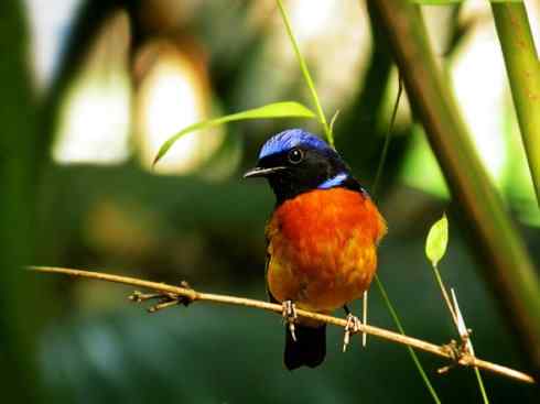 美丽无罪：雀鸟之仙鹟