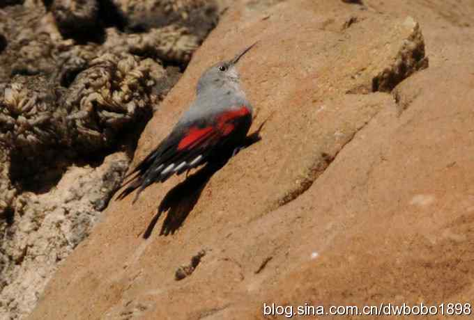 优雅红翅 wbr旋壁山岩