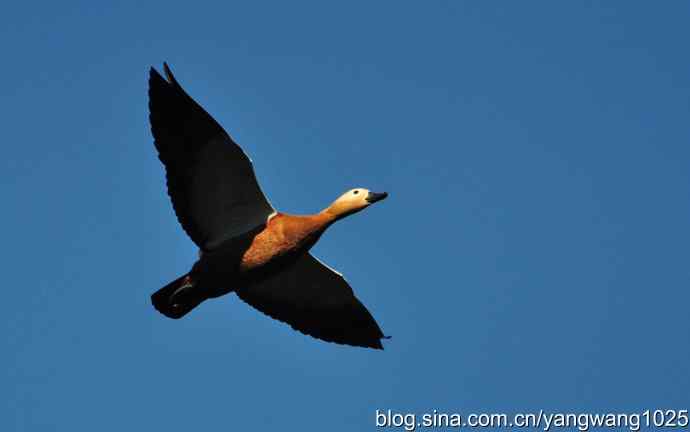 飞 wbr（赤麻鸭） wbr1