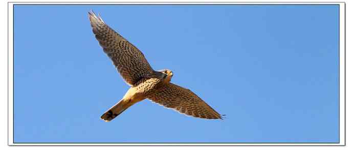 【鹰击长空--红隼雄姿】