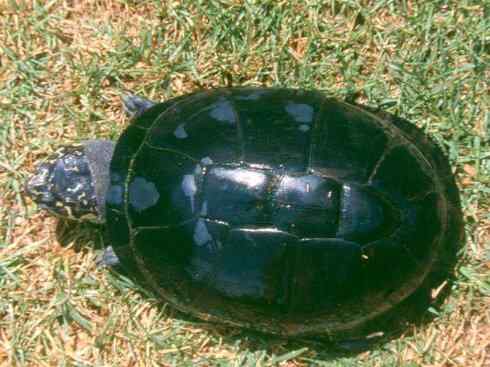 玄武：传说的兽原型探秘（侧颈龟类）