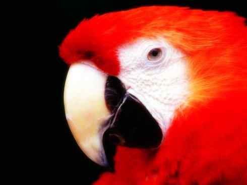 猎奇:奇特的鸟喙之四 猎奇:奇特的鸟喙之四