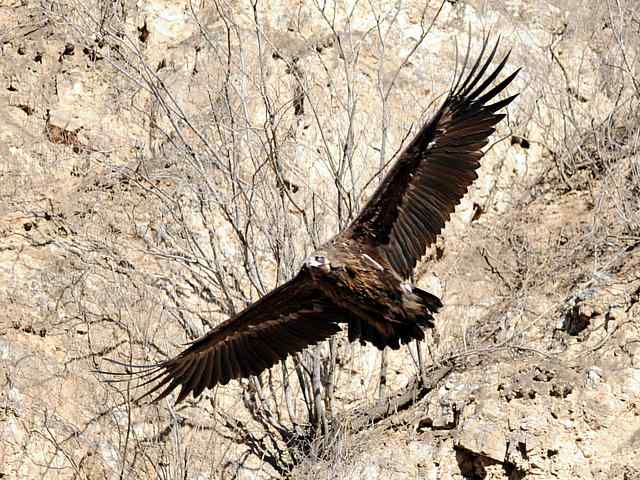 峡谷中 wbr. wbr沐浴阳光的秃鹫