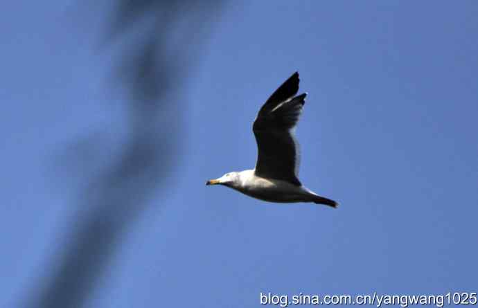 飞（海鸥）5