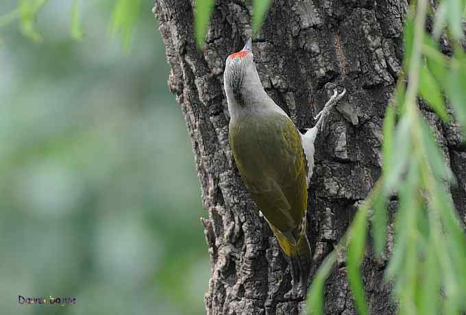 植物园:紫背.白眉和绿啄 植物园:紫背.白眉和绿啄