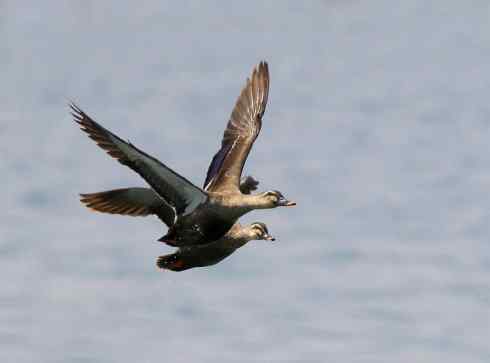 家禽驯化之源之二