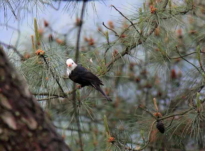 187.浙江缙云仙都农家乐（-）朱潭山鸟图