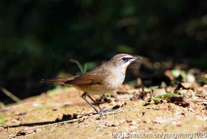 北京天坛公园的鸟类——红喉歌鸲（18）