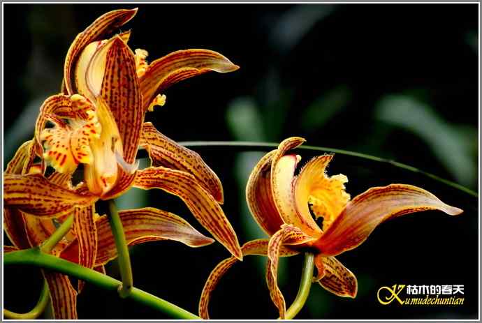 今天不拍鸟【照片】