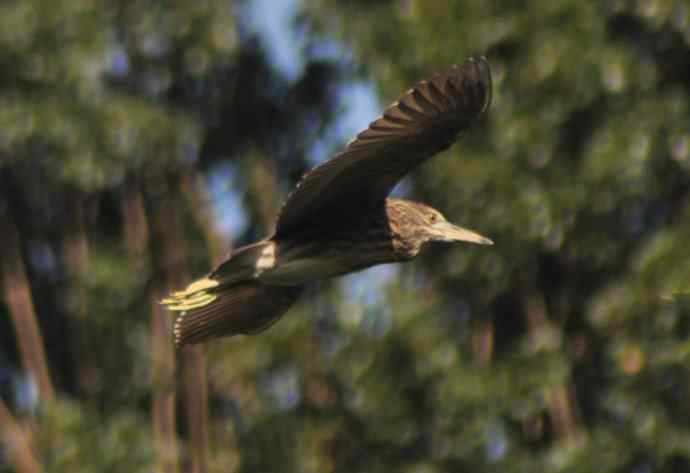 飞（夜鹭） wbr5