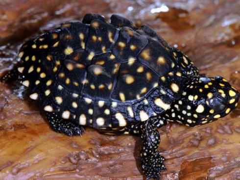 玄武:传说的兽原型探秘(潮龟) 玄武:传说的兽原型探秘(潮龟)