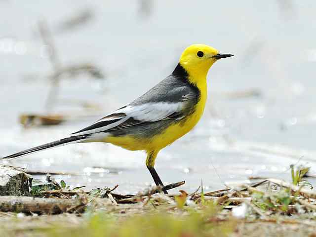 野鸭湖拍摄纪实(牛背鹭黄鹡鸰长脚鹬)